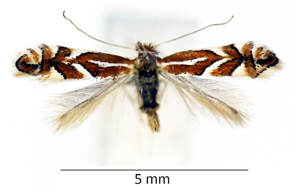 /filer/webapps/moths_gc/media/images/C/cerasicolella_Phyllonorycter_male_WDP.jpg