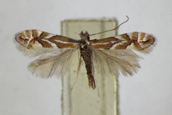 /filer/webapps/moths_gc/media/images/C/cerasicolella_persicella_Phyllonorycter_A_ZSM_2.jpg