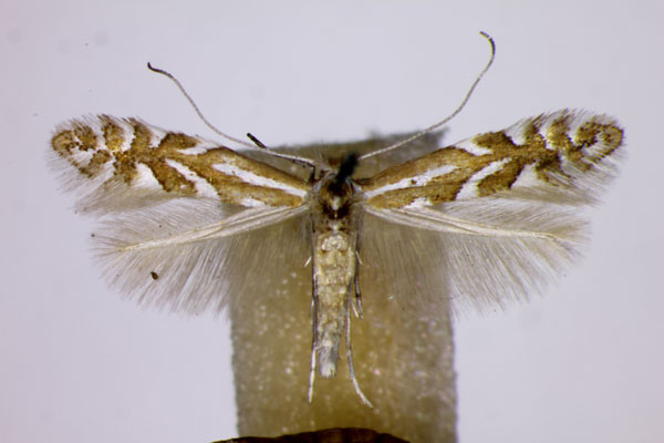 /filer/webapps/moths_gc/media/images/C/cerasinella_Phyllonorycter_A_BMNH.jpg