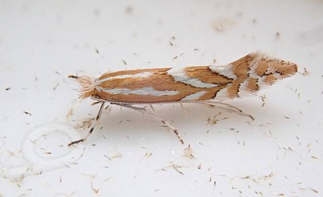 /filer/webapps/moths_gc/media/images/C/cerasinella_Phyllonorycter_A_GDP.jpg