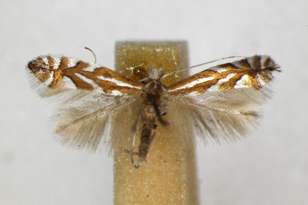 /filer/webapps/moths_gc/media/images/C/cerasinella_Phyllonorycter_A_ZSM_2.jpg