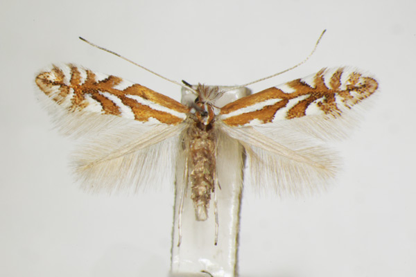 /filer/webapps/moths_gc/media/images/C/cerasinella_Phyllonorycter_A_ZSM_4.jpg