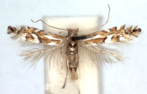 /filer/webapps/moths_gc/media/images/C/cerisolella_Phyllonorycter_A_WJDP.jpg