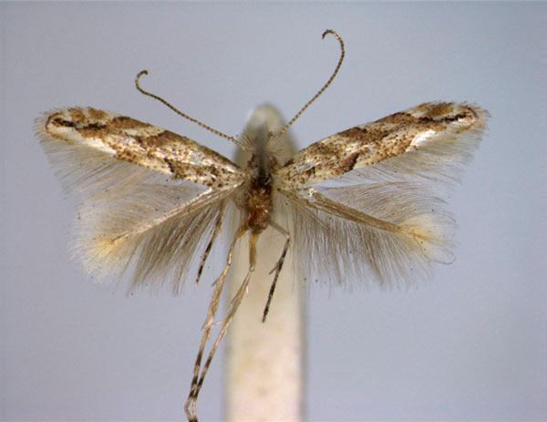 /filer/webapps/moths_gc/media/images/C/cerrutiella_Phyllonorycter_PT_EIHU.jpg