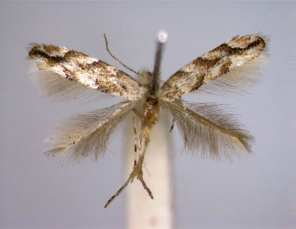 /filer/webapps/moths_gc/media/images/C/cerrutiella_Phyllonorycter_PT_EIHU_female.jpg