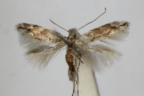 /filer/webapps/moths_gc/media/images/C/cerrutiella_Phyllonorycter_PT_ZSM.jpg