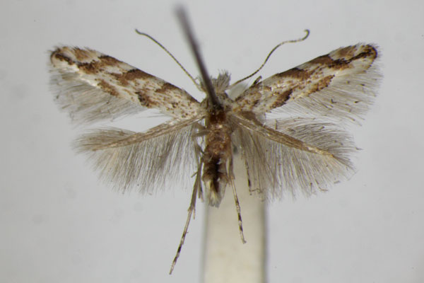 /filer/webapps/moths_gc/media/images/C/cerrutiella_Phyllonorycter_PT_ZSM_2.jpg