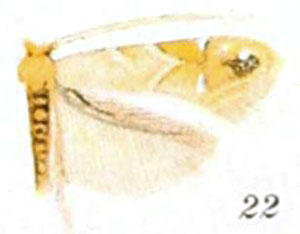 /filer/webapps/moths_gc/media/images/C/cervina_Lithocolletis_HT_Braun_23-22.jpg