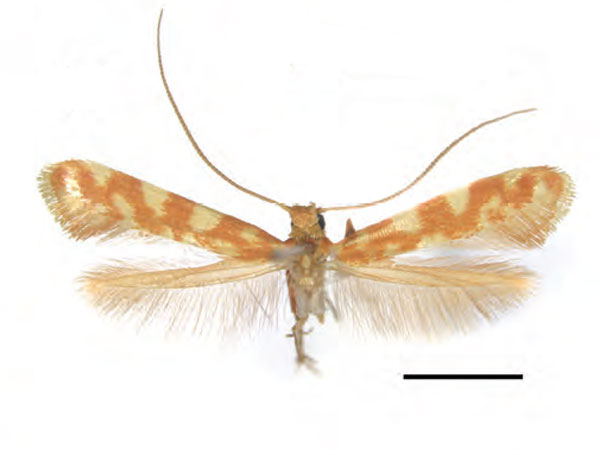 /filer/webapps/moths_gc/media/images/C/ceryneia_Caloptilia_HTM_RMNH.INS.25650.jpg