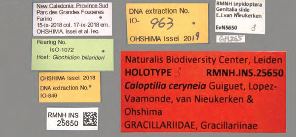 /filer/webapps/moths_gc/media/images/C/ceryneia_Caloptilia_HTM_labels_Guiguet-etal_2026_124.jpg