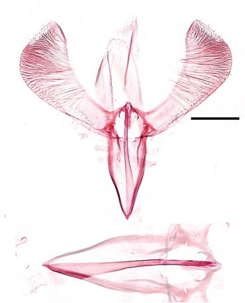 /filer/webapps/moths_gc/media/images/C/ceryneia_Caloptilia_HT_GM_Guiguet-etal_2026_125.jpg