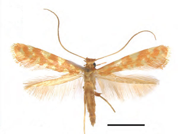 /filer/webapps/moths_gc/media/images/C/ceryneia_Caloptilia_PTF_RMNH.INS.25565.jpg