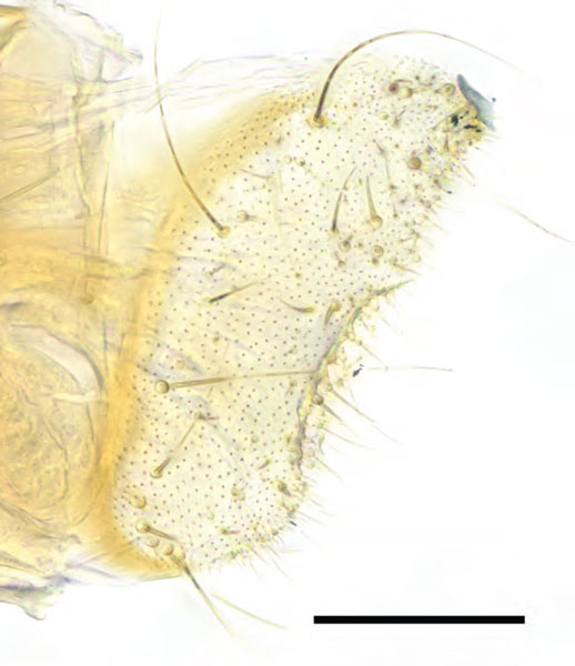 /filer/webapps/moths_gc/media/images/C/ceryneia_Caloptilia_PT_GF_pap-anales_RMNH.INS.25565.jpg