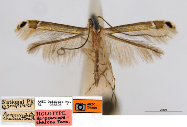 /filer/webapps/moths_gc/media/images/C/chalcea_Acrocercops_HT_ANIC.jpg