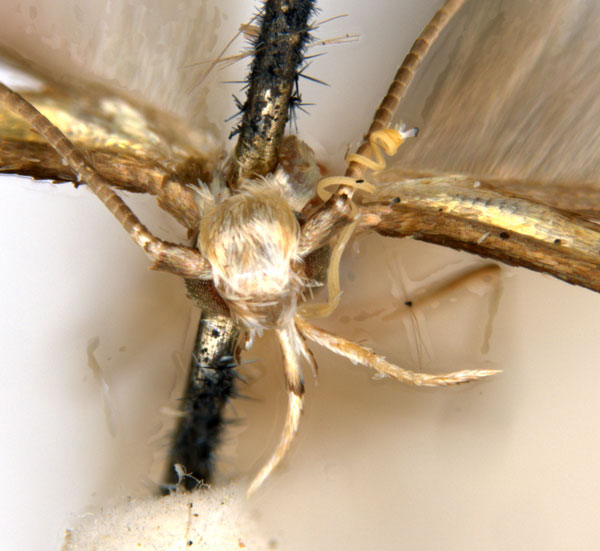 /filer/webapps/moths_gc/media/images/C/chalcea_Acrocercops_head_HT_ANIC.jpg