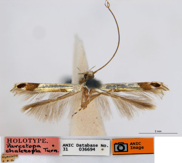 /filer/webapps/moths_gc/media/images/C/chalceopla_Parectopa_HT_ANIC.jpg