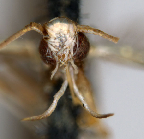 /filer/webapps/moths_gc/media/images/C/chalceopla_Parectopa_HT_head_ANIC.jpg