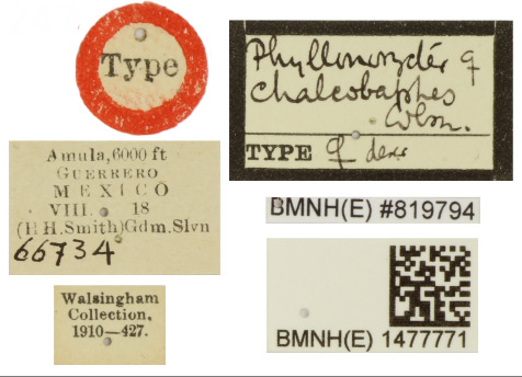 /filer/webapps/moths_gc/media/images/C/chalcobaphes_Phyllonorycter_HT_1477771_labels.jpg