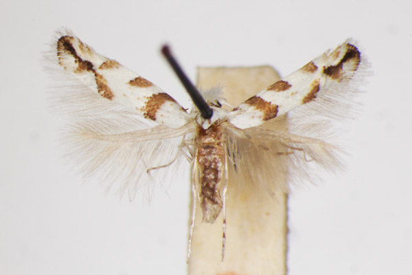 /filer/webapps/moths_gc/media/images/C/chiclanella_Phyllonorycter_A_ZSM_2.jpg