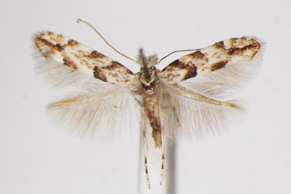 /filer/webapps/moths_gc/media/images/C/chiclanella_Phyllonorycter_A_ZSM_4.jpg