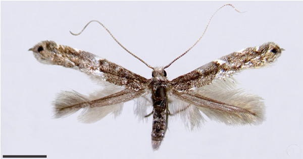 /filer/webapps/moths_gc/media/images/C/chilensis_Leurocephala_A_Pereira-et-al_2017.jpg