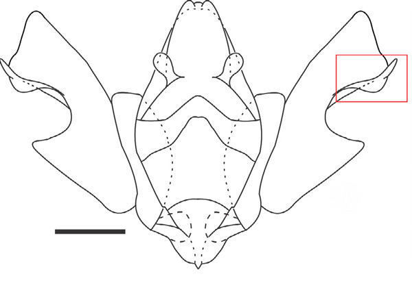 /filer/webapps/moths_gc/media/images/C/chilensis_Leurocephala_GM_Pereira-et-al_2017.jpg