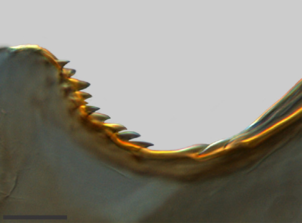/filer/webapps/moths_gc/media/images/C/chilensis_Leurocephala_GM_aedoeagus_detail_Pereira-et-al_2017.jpg