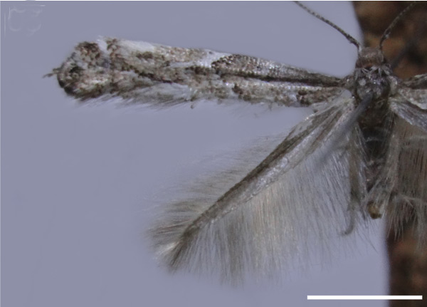 /filer/webapps/moths_gc/media/images/C/chilensis_Leurocephala_HT_MNNC.jpg