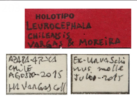 /filer/webapps/moths_gc/media/images/C/chilensis_Leurocephala_HT_MNNC_Label.jpg