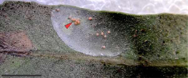 /filer/webapps/moths_gc/media/images/C/chilensis_Leurocephala_cocoon_Pereira-et-al_2017.jpg
