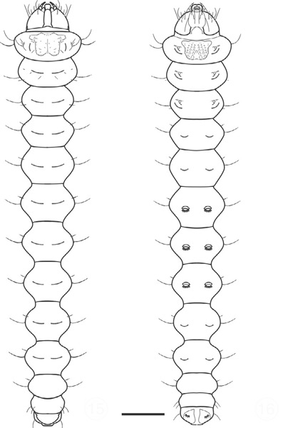 /filer/webapps/moths_gc/media/images/C/chilensis_Leurocephala_larva_Pereira-et-al_2017.jpg