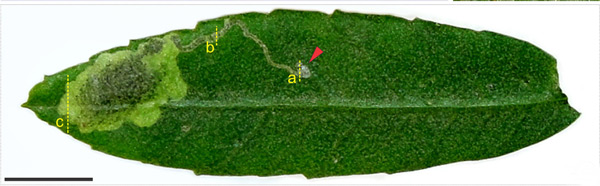 /filer/webapps/moths_gc/media/images/C/chilensis_Leurocephala_mine_Pereira-et-al_2017.jpg