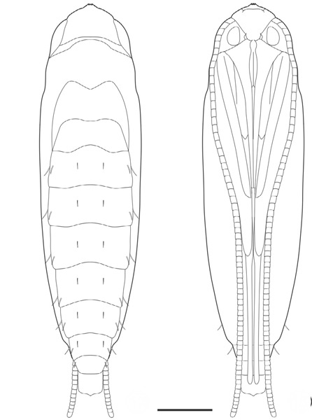 /filer/webapps/moths_gc/media/images/C/chilensis_Leurocephala_pupa_2_Pereira-et-al_2017.jpg