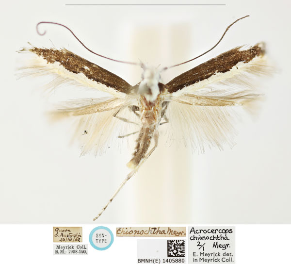 /filer/webapps/moths_gc/media/images/C/chionochtha_Acrocercops_LT_BMNH_1405880.jpg