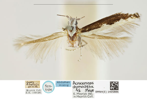 /filer/webapps/moths_gc/media/images/C/chionochtha_Acrocercops_PLT_BMNH_1405886.jpg