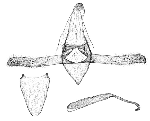 /filer/webapps/moths_gc/media/images/C/chionopa_Phyllonorycter_GM_DePrins.jpg