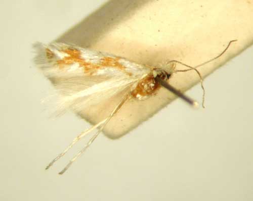 /filer/webapps/moths_gc/media/images/C/chionopa_Phyllonorycter_HT_TMSA6496.jpg