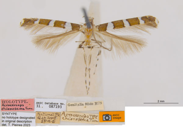 /filer/webapps/moths_gc/media/images/C/chionosema_Acrocercops_ST_ANIC.jpg