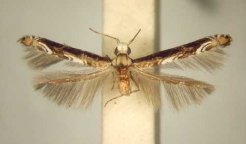 /filer/webapps/moths_gc/media/images/C/chionosema_Conopomorpha_PT_TMSA6048.jpg