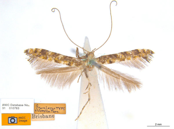 /filer/webapps/moths_gc/media/images/C/chlorella_Caloptilia_HT_ANIC.jpg