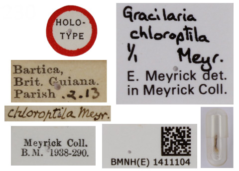 /filer/webapps/moths_gc/media/images/C/chloroptila_Caloptiliia_HT_1411104_BMNH_Label.jpg