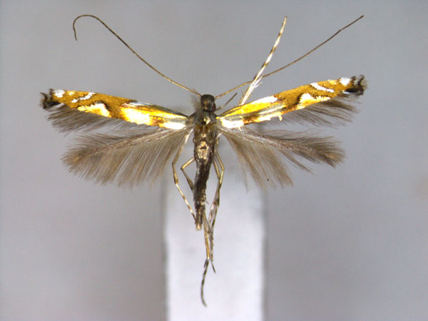 /filer/webapps/moths_gc/media/images/C/chrysalis_Cryptolectica_PT_EIHU_2.jpg