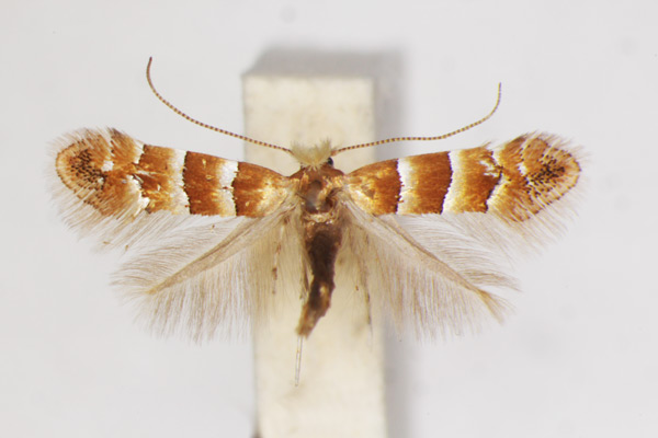 /filer/webapps/moths_gc/media/images/C/chrysella_Phyllonorycter_A_ZSM_2.jpg