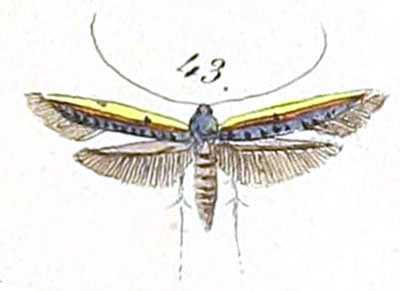 /filer/webapps/moths_gc/media/images/C/chrysitis_Gracillaria_HT_Felder_140-43.jpg