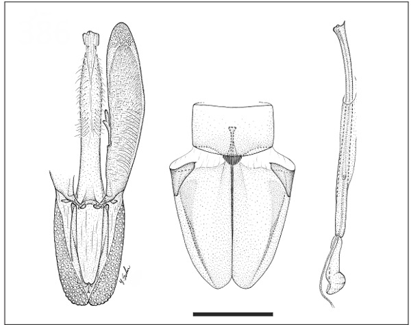 /filer/webapps/moths_gc/media/images/C/chrysocosma_Eucosmophora_LT_GM_USNM.jpg