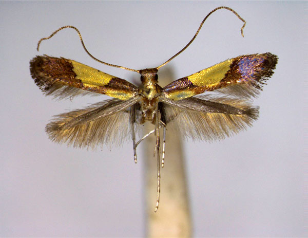 /filer/webapps/moths_gc/media/images/C/chrysolampra_Caloptilia_A_EIHU.jpg