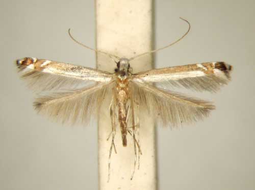 /filer/webapps/moths_gc/media/images/C/chrysophylli_Acrocercops_PT_TMSA6247.jpg