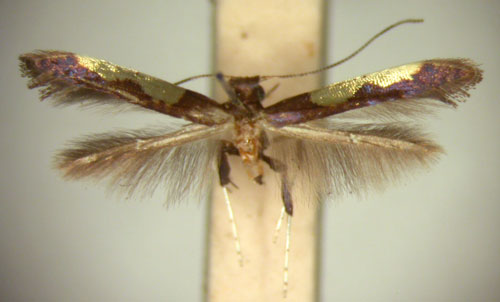 /filer/webapps/moths_gc/media/images/C/chrysoplaca_Caloptilia_HT_TMSA5608.jpg