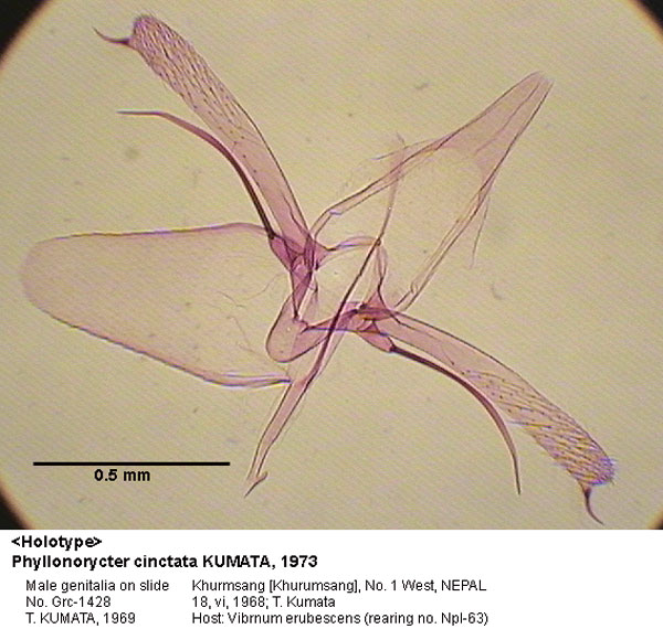 /filer/webapps/moths_gc/media/images/C/cinctata_Phyllonorycter_GM_HT_1428_EIHU.jpg