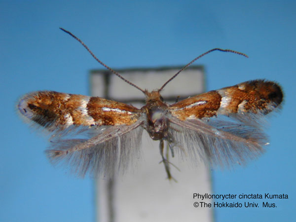 /filer/webapps/moths_gc/media/images/C/cinctata_Phyllonorycter_HT_EIHU.jpg